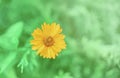 Calendula officinalis flower in sunlight on a green background in summer. Close-up of a marigold flower with space for text. Royalty Free Stock Photo