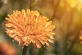 Calendula officinalis. Flowering Calendula