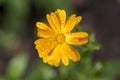 Calendula officinalis flowering plant, marigold orange flowers in bloom, orange flowerhead, morning dew drops Royalty Free Stock Photo