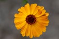 Calendula officinalis flowering plant, marigold orange flowers in bloom, orange petals and brown center Royalty Free Stock Photo