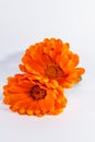 Calendula officinalis flowers on white background, asteraceae, calenduleae