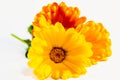 Calendula officinalis flowers on white background, asteraceae, calenduleae