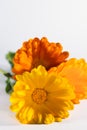 Calendula officinalis flowers on white background, asteraceae, calenduleae