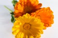 Calendula officinalis flowers on white background, asteraceae, calenduleae