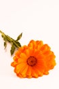 Calendula officinalis flowers on white background, asteraceae, calenduleae