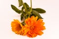 Calendula officinalis flowers on white background, asteraceae, calenduleae