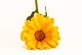 Calendula officinalis flowers on white background, asteraceae, calenduleae