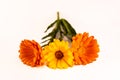 Calendula officinalis flowers on white background, asteraceae, calenduleae