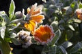 Calendula officinalis.Frosted flower. Royalty Free Stock Photo