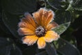 Calendula officinalis. Frosted garden flower. Royalty Free Stock Photo