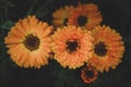 Calendula officinalis, Garden Marigold flowers growing in herb garden, dark and moody Royalty Free Stock Photo