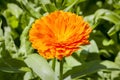 Calendula officinalis `Geisha Girl`