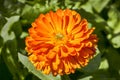 Calendula officinalis `Geisha Girl`