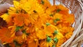 Calendula officinalis harvest from garden, fresh flowers Royalty Free Stock Photo