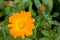 Calendula officinalis Ã¢â¬â herbaceous plant of the genus Calendula of the family Aster & x28;Asteraceae& x29;.