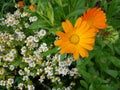 Calendula officinalis Ã¢â¬â herbaceous plant of the genus Calendula of the family Aster & x28;Asteraceae& x29;.