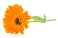 Calendula officinalis isolated on white background. Marigold flower with leaves Royalty Free Stock Photo