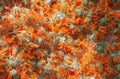 Marigold dry tea flowers Royalty Free Stock Photo