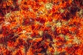 Calendula officinalis or Marigold dry tea flowers Royalty Free Stock Photo