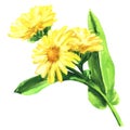 Calendula officinalis. Marigold flower with leaf isolated, hand drawn watercolor illustration on white Royalty Free Stock Photo