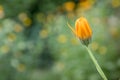 Calendula officinalis, marigold orange flowers in bloom Royalty Free Stock Photo