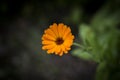 Calendula officinalis