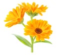 Calendula officinalis marigold plant isolated on white