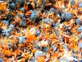 Calendula officinalis, marigolds, dry flowers and buds for brewing medicinal tea