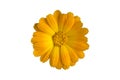 Calendula officinalis orange flower isolated on white.