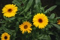 Calendula officinalis Royalty Free Stock Photo