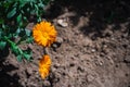 Calendula officinalis with orange petals blossom. Pot marigold flowers with warm yellow color in the garden Royalty Free Stock Photo