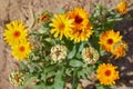 Calendula officinalis or Pot Marigold, Common Marigold, Scotch Marigold, Ruddles, Pot Marigold.