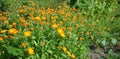 Calendula officinalis or Pot Marigold, Common Marigold, Scotch Marigold, Ruddles, Pot Marigold Herbal Garden Panoramic Photo Royalty Free Stock Photo