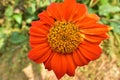 Calendula officinalis, the pot marigold, common marigold or Scotch marigold, is a plant in the genus Calendula of the family Royalty Free Stock Photo