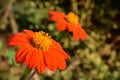 Calendula officinalis, the pot marigold, common marigold or Scotch marigold, is a plant in the genus Calendula of the family Royalty Free Stock Photo