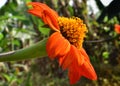 Calendula officinalis, the pot marigold, common marigold or Scotch marigold, is a plant in the genus Calendula of the family Royalty Free Stock Photo