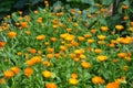 Calendula officinalis or Pot Marigold, Common Marigold, Scotch Marigold, Ruddles, Pot Marigold Royalty Free Stock Photo