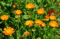 Calendula officinalis or Pot Marigold, Common Marigold, Scotch Marigold, Ruddles, Pot Marigold with Honey Bee Royalty Free Stock Photo