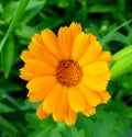 Calendula officinalis, pot marigold flower and leaves on a blurred background Royalty Free Stock Photo