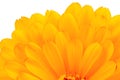 Calendula Officinalis (Pot Marigold) Petals Close-Up on White Background Royalty Free Stock Photo