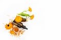Calendula officinalis, the pot marigold, ruddles, common marigold health products. Royalty Free Stock Photo