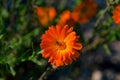 Calendula officinalis, pot marigold, ruddles, common marigold plant in the genus Calendula of the family Asteraceae Royalty Free Stock Photo