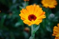 Calendula officinalis, the pot marigold, ruddles, common marigold or Scotch marigold.