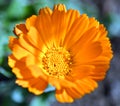 Calendula officinalis, the pot marigold, ruddles, common marigold or Scotch marigold Royalty Free Stock Photo