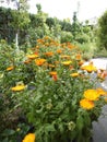 Calendula officinalis, the pot marigold, ruddles, common marigold or Scotch marigold. Royalty Free Stock Photo