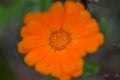 Calendula officinalis, the pot marigold, ruddles, common marigold or Scotch marigold Royalty Free Stock Photo