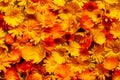 Calendula officinalis, the pot marigold, ruddles, common marigold or Scotch marigold. Many marigold flowers as an orange Royalty Free Stock Photo