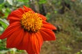 Calendula officinalis, the pot marigold, common marigold or Scotch marigold, is a plant in the genus Calendula of the family Royalty Free Stock Photo