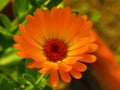 Beautiful flower Calendula officinalis, the pot marigold, ruddles, common marigold or Scotch marigold. Royalty Free Stock Photo