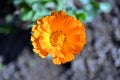 Calendula officinalis, the pot marigold, ruddles, common marigold or Scotch marigold